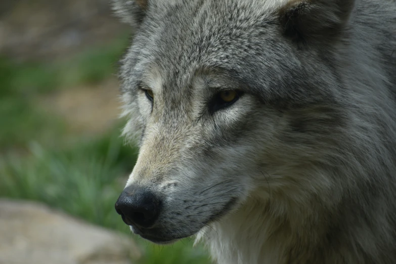 closeup of a wolf in its pen with its eyes open