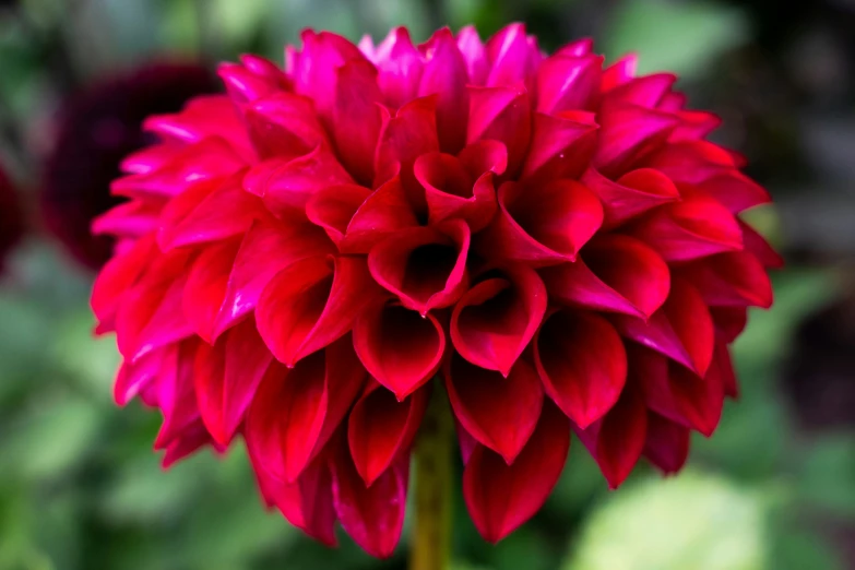 red flower blossom with a lot of water droplets