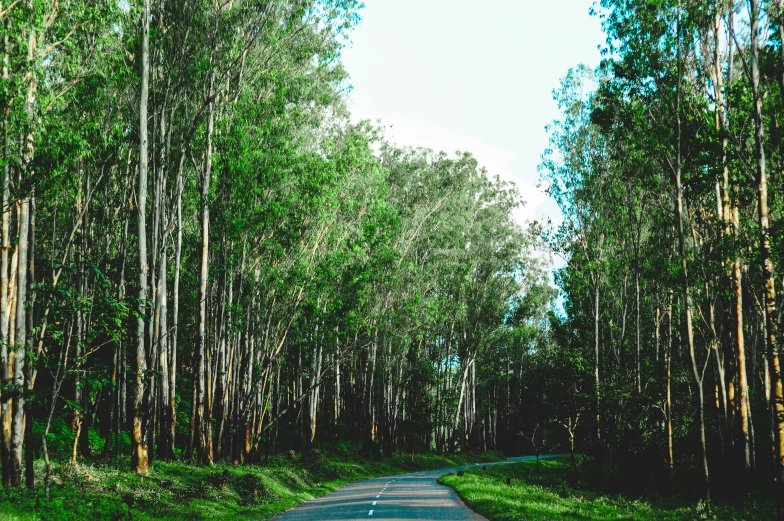 an empty road is shown between many tall trees