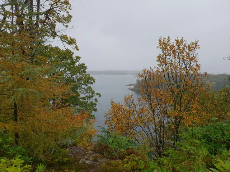 a body of water surrounded by a forest filled with trees