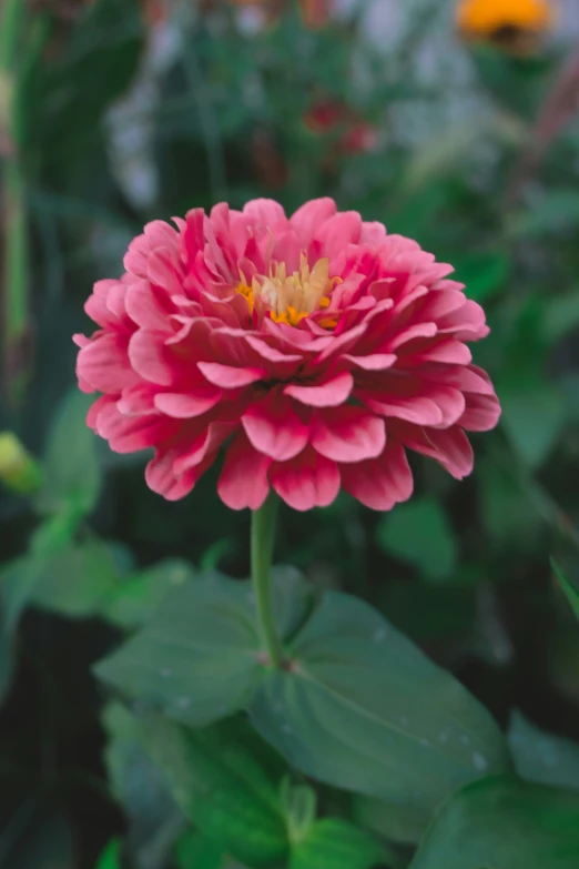 a pink flower is standing out among green foliage