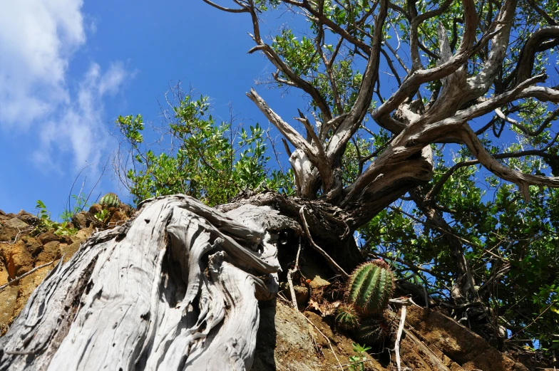 a dead tree sits in the middle of a rock field