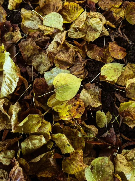 a bunch of leaves on the ground with grass