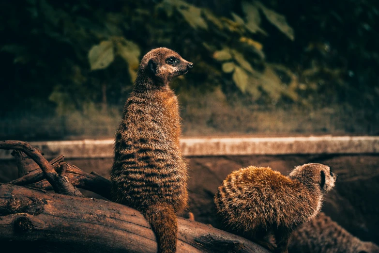 a brown and white bird and two birds sitting on some logs