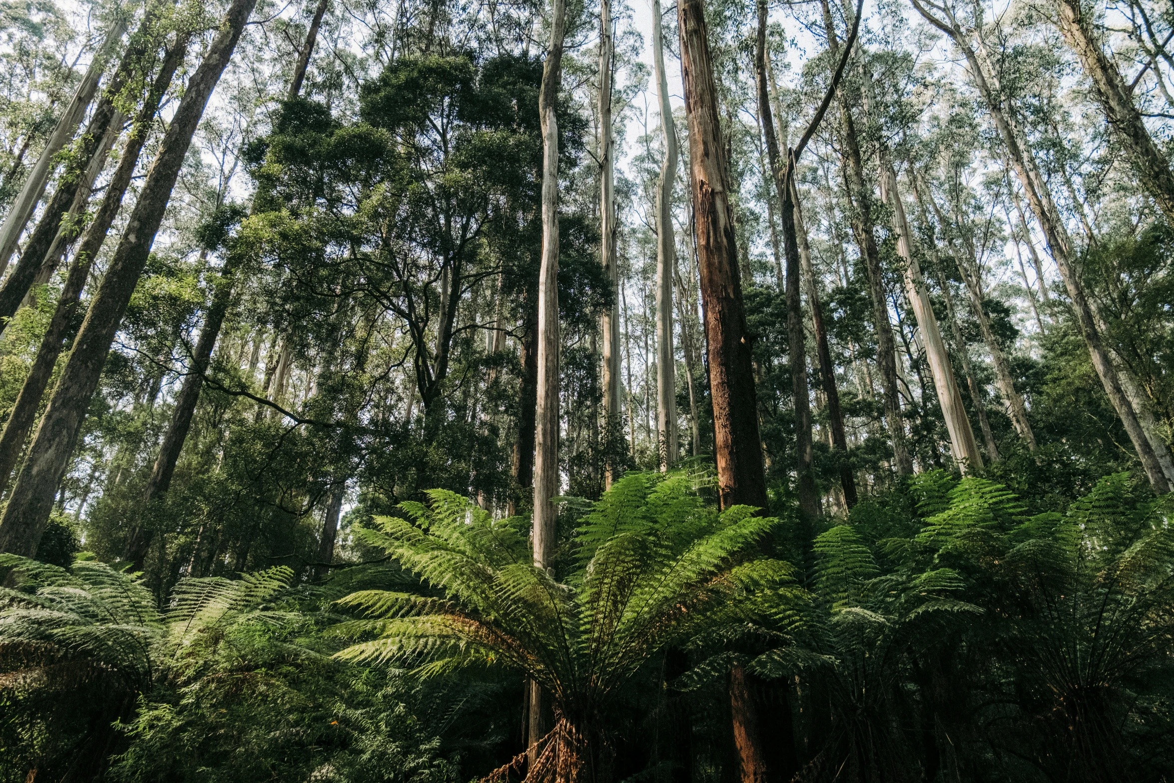 the trees are very tall and the forest floor is so dense