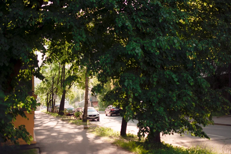 a couple of trees that are by a sidewalk