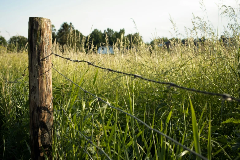 an old fence post in the middle of tall grass