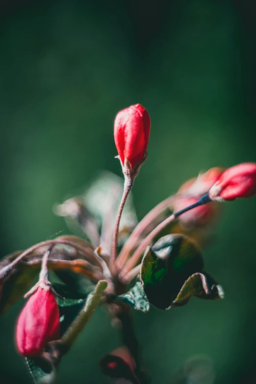 a red flower with a green background