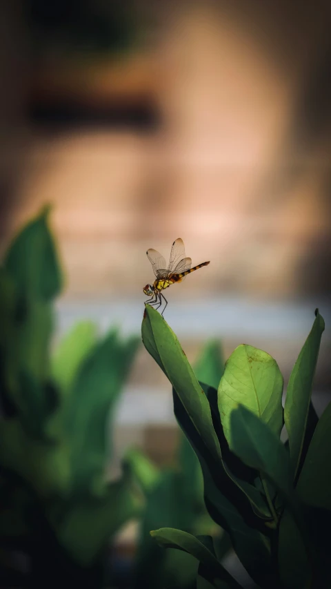 the dragon fly has an interesting yellow spot