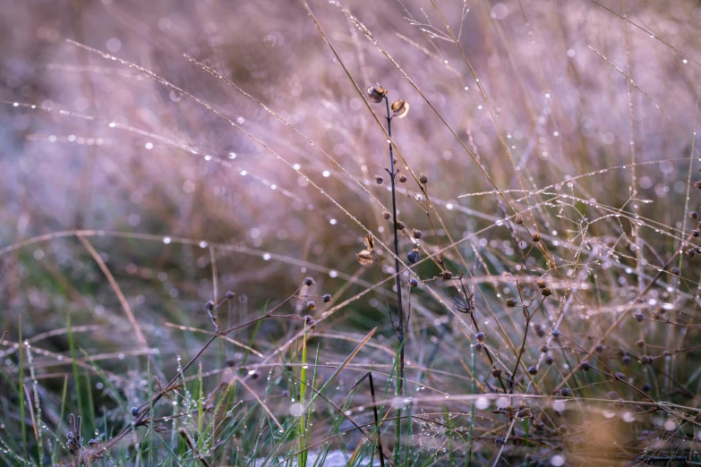 a field with grass and some dew on the grass