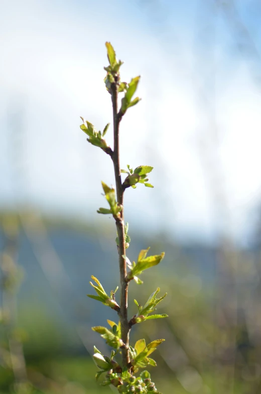 a nch with small green leaves on it