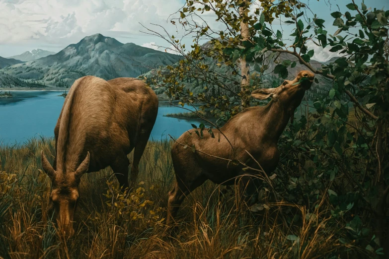 two cows eat grass near a body of water