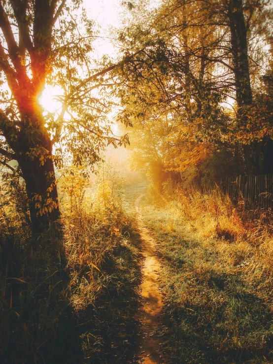 a trail is shown with the sun beaming through trees