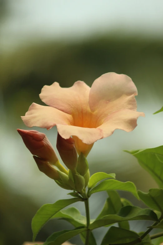 a close up of a flower on a plant with green leaves