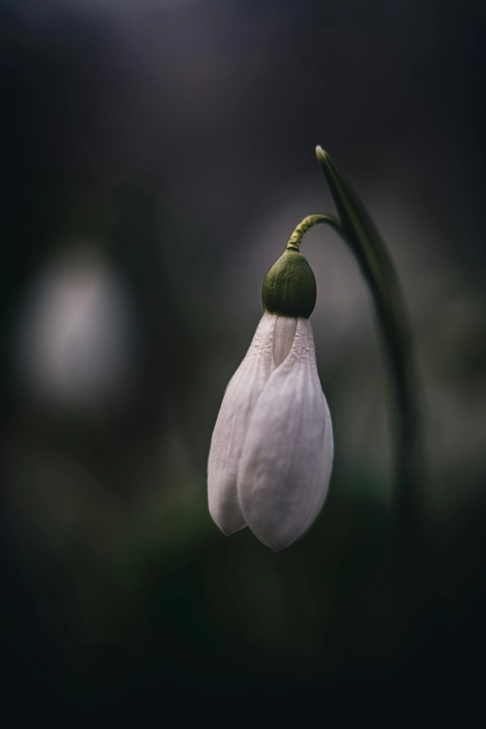 the small white flower has a dark background