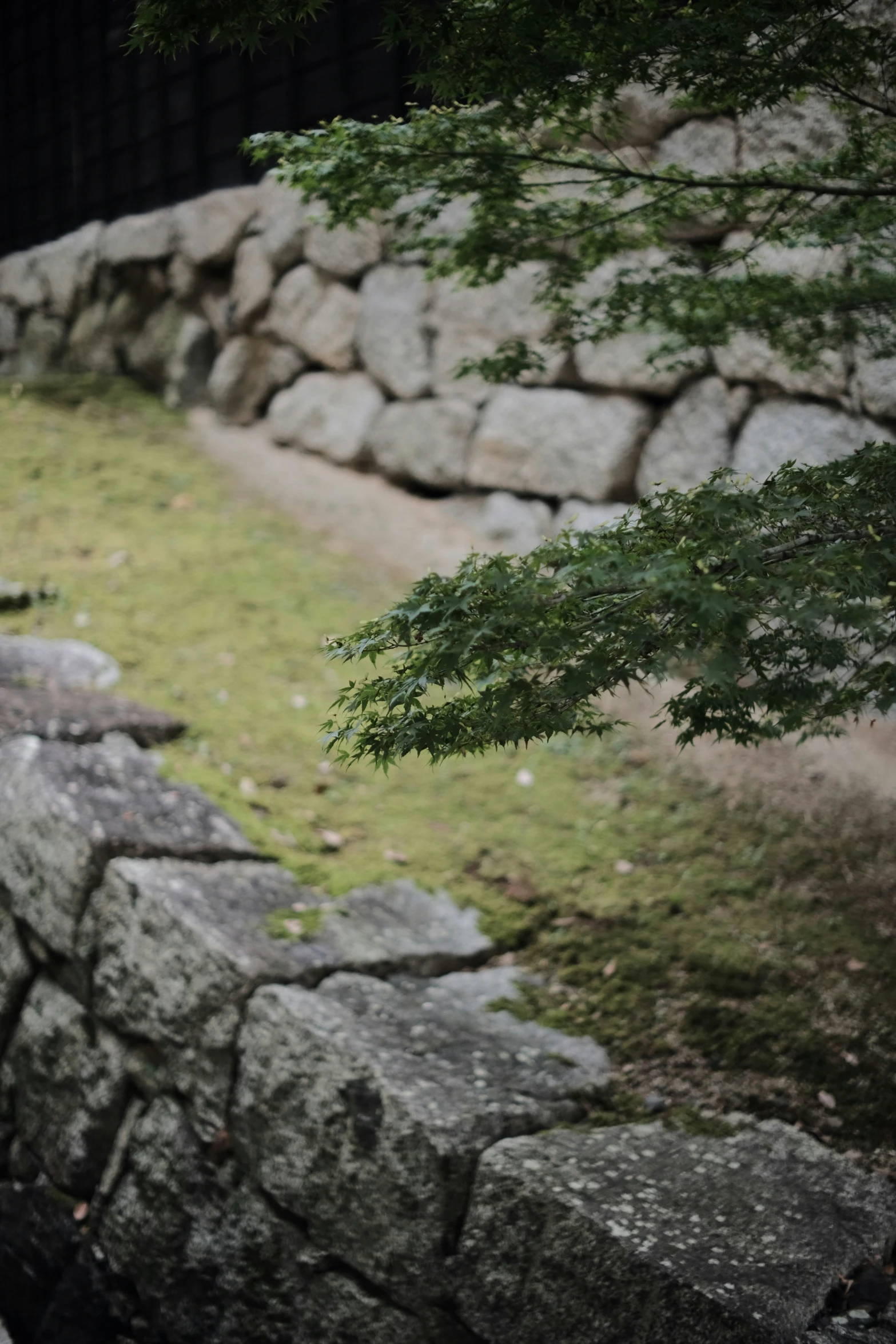 a sheep is standing by some rocks and grass