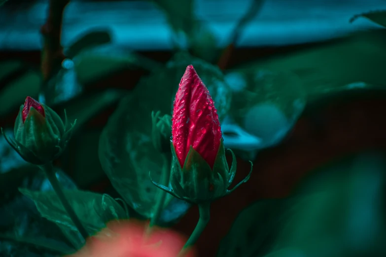 a small red rose sits on a table