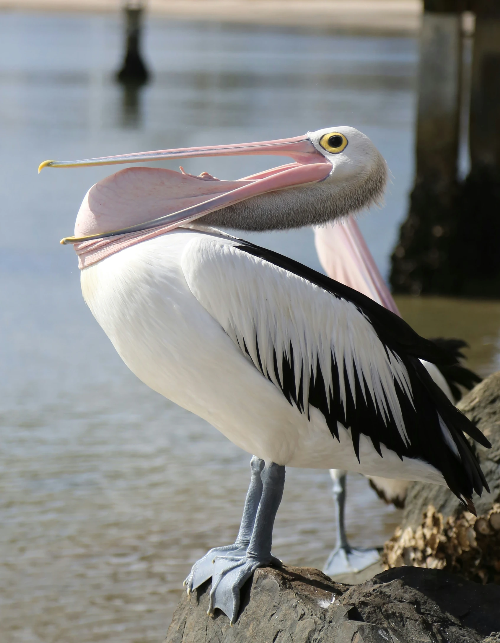 a bird is standing on a rock and its beak is open