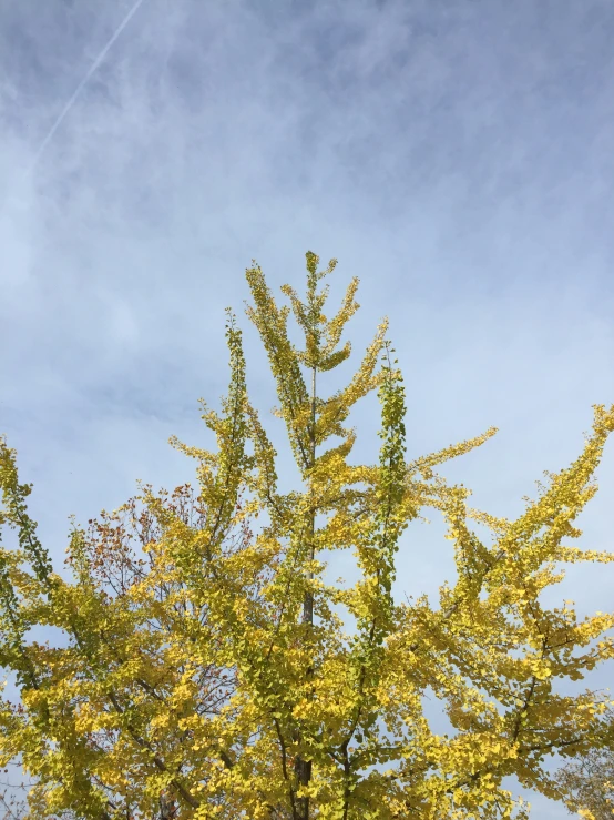 a yellow tree with flowers in the foreground and a clear blue sky with a plane flying by in the background