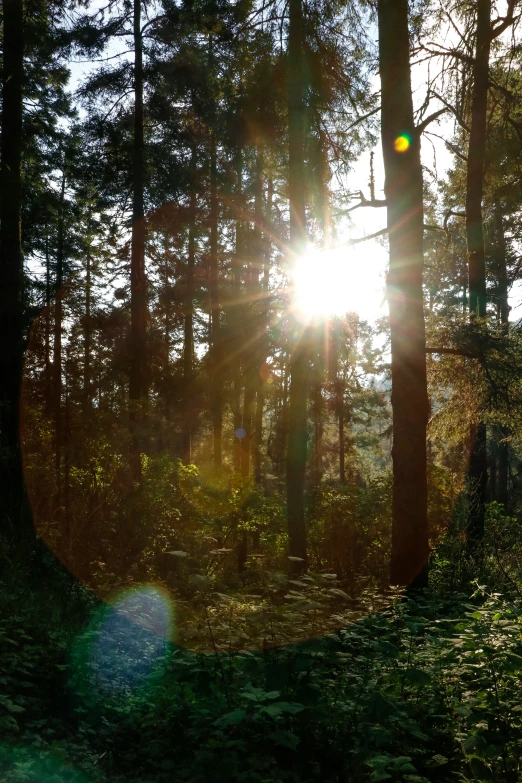 the sun shining through trees in the woods