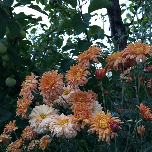 many orange and yellow flowers in front of some trees