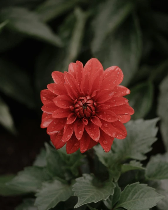 a red flower sitting on top of a green plant