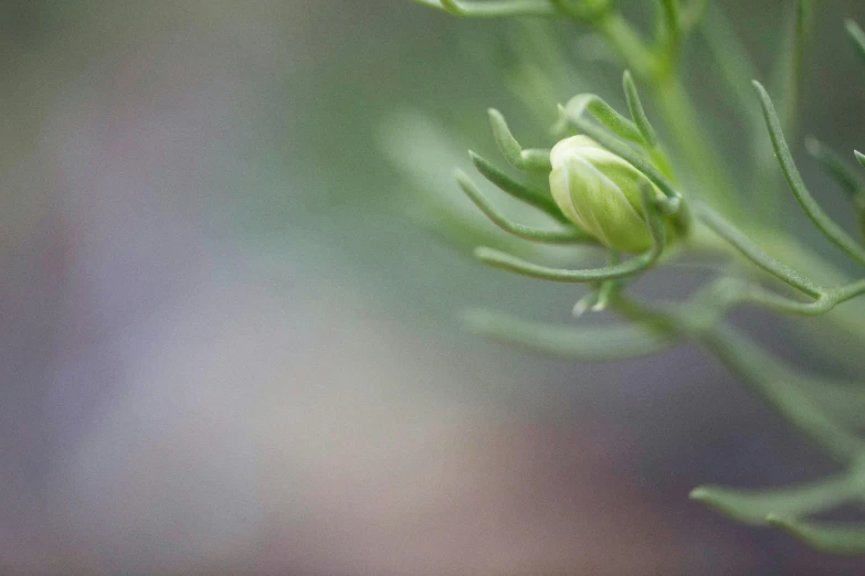 the buds on a plant are very thin