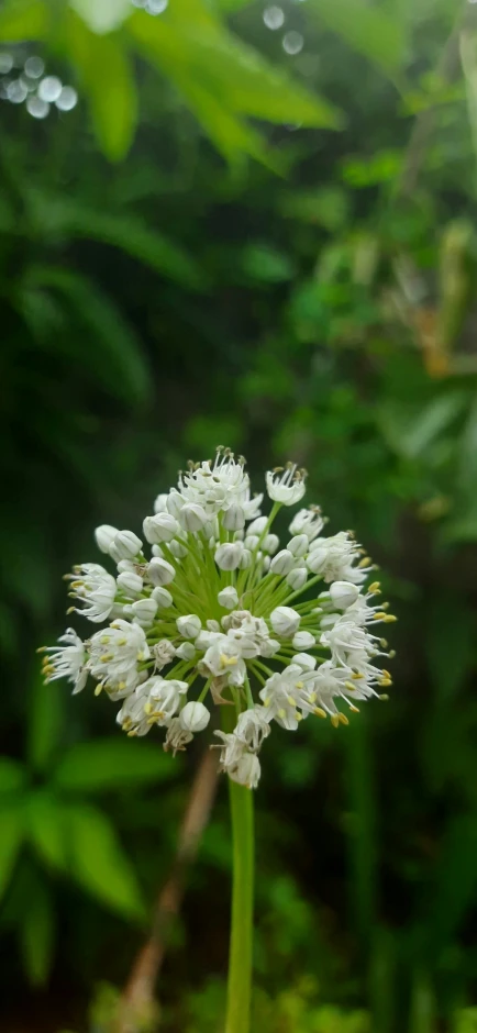 a large plant with white flowers that are all over the place