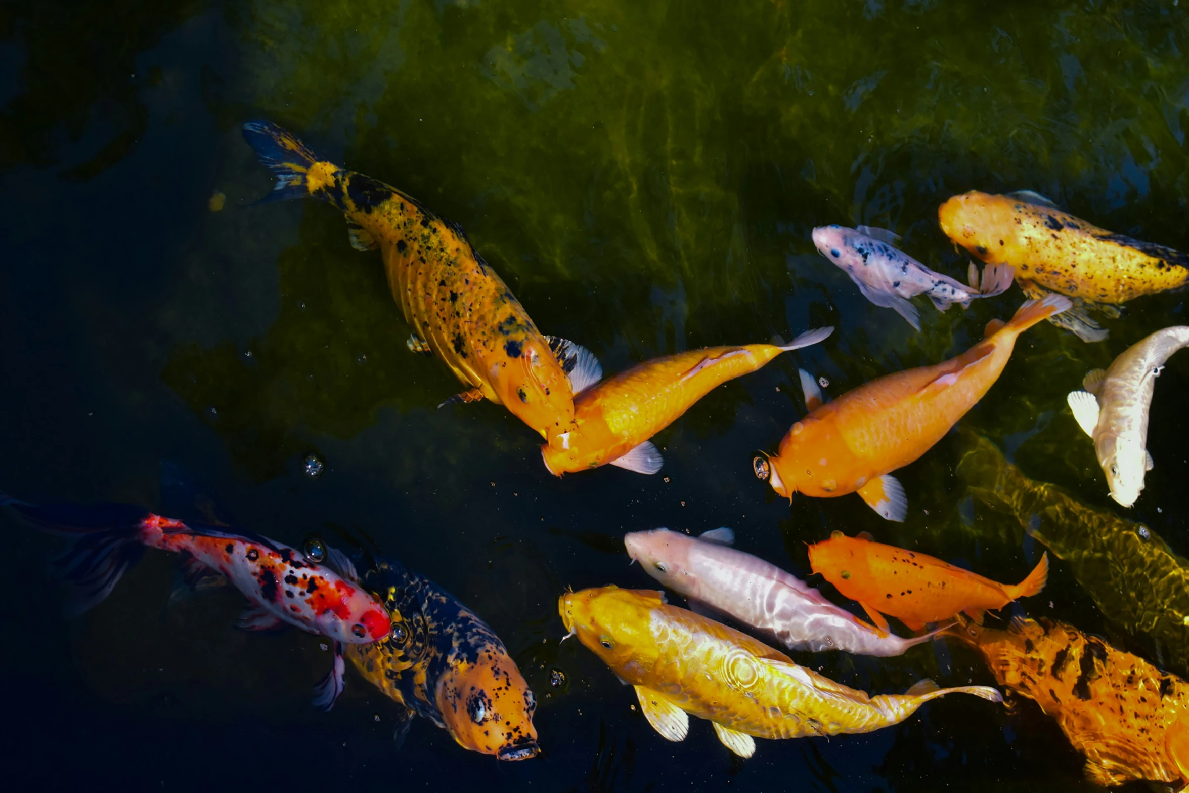 many different colored and fish swimming in a pond