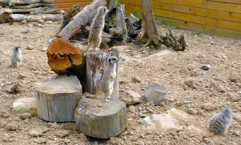 a log that has some plants growing on it