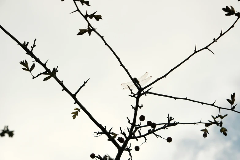 there are some leaves and buds on the nches