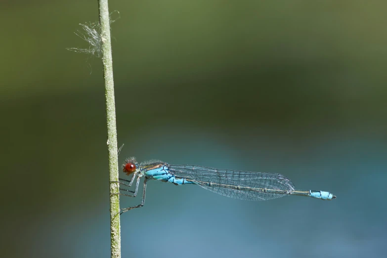 a blue dragon fly rests on a plant stem