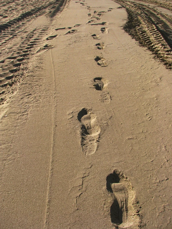 a dog on the beach has footprints in the sand