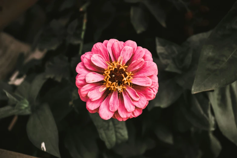 a flower that is on a plant in the leaves