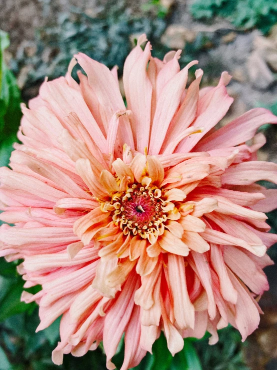 a flower that is pink and orange on a plant