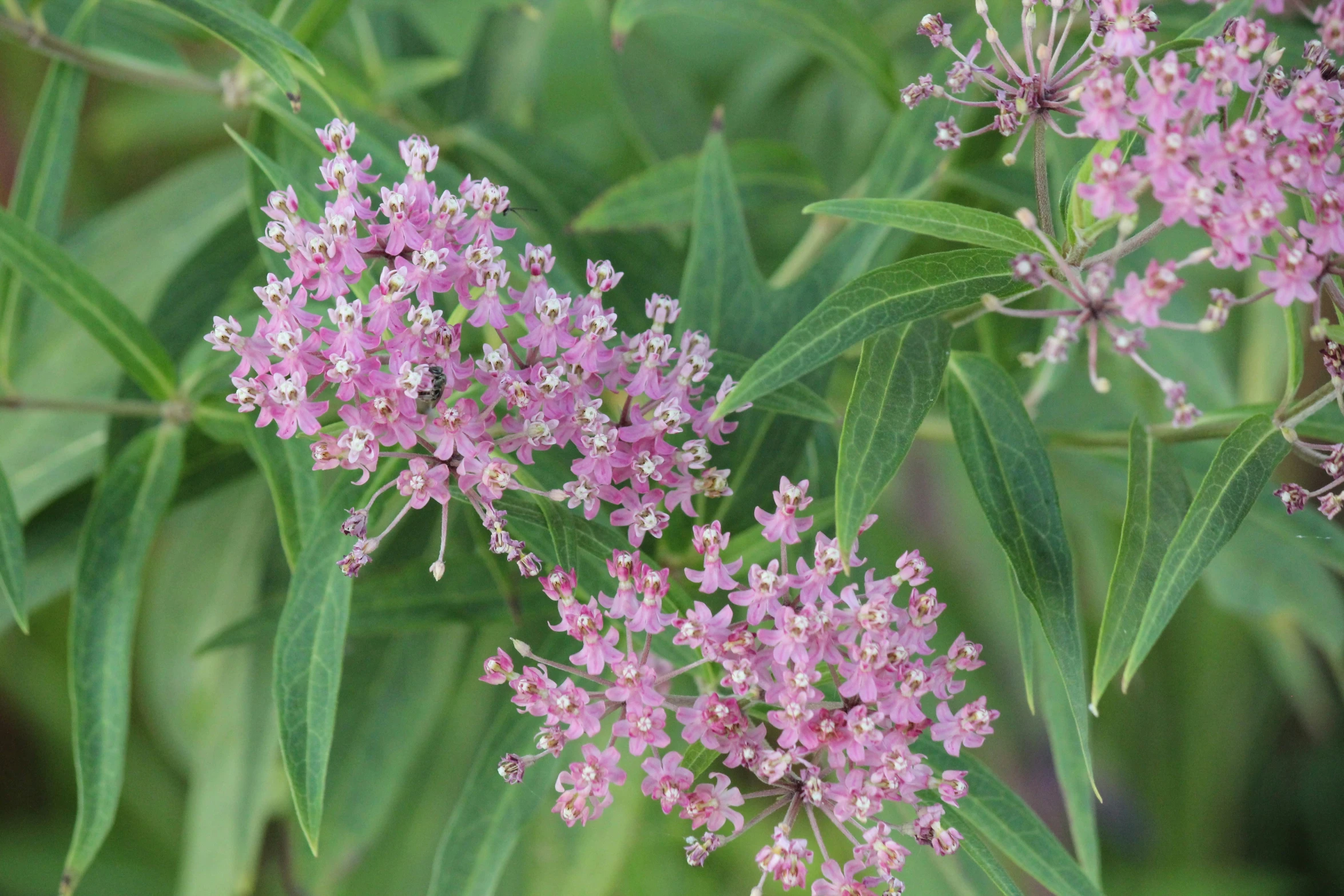 a close - up po of pink flowers with green leaves