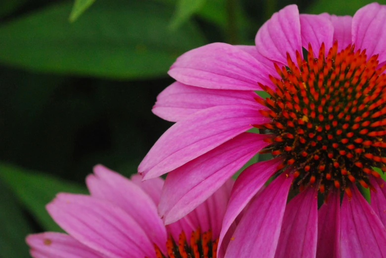 some pink flowers with green leaves in the background