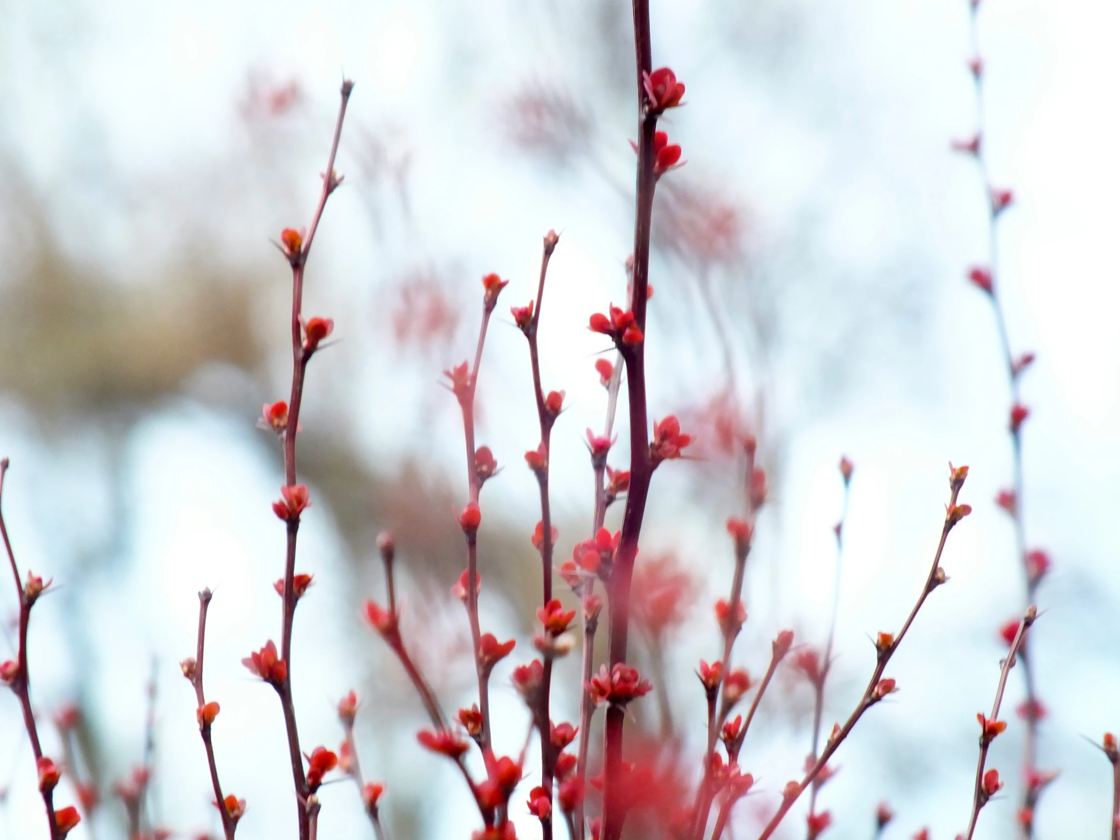 closeup of small nch with red and yellow buds