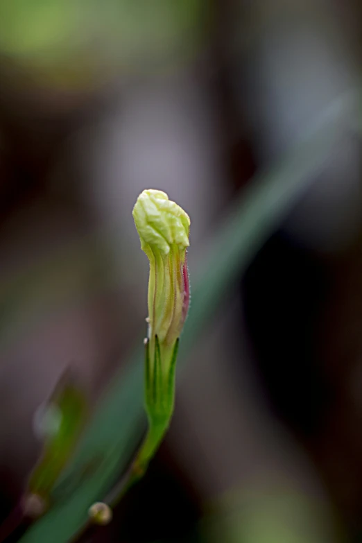 a close up of a flower that has been budding