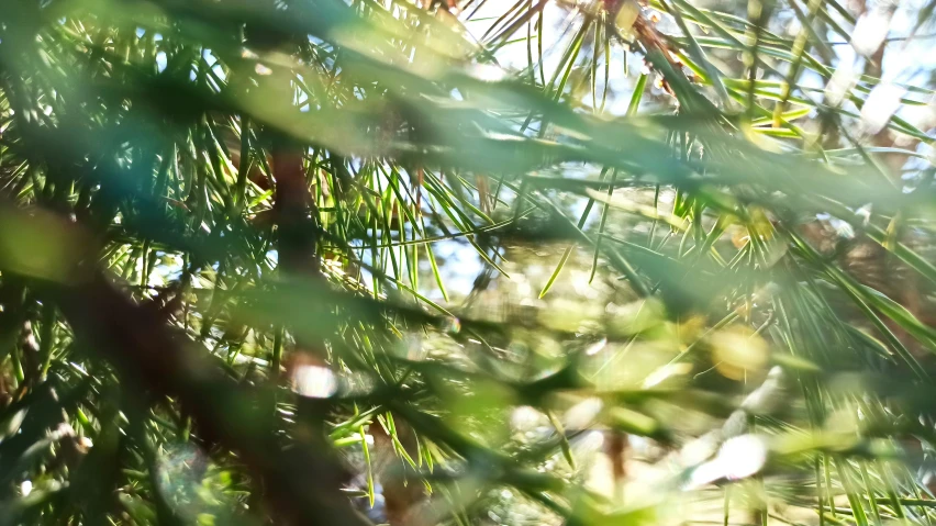 a close up view of leaves in a tree