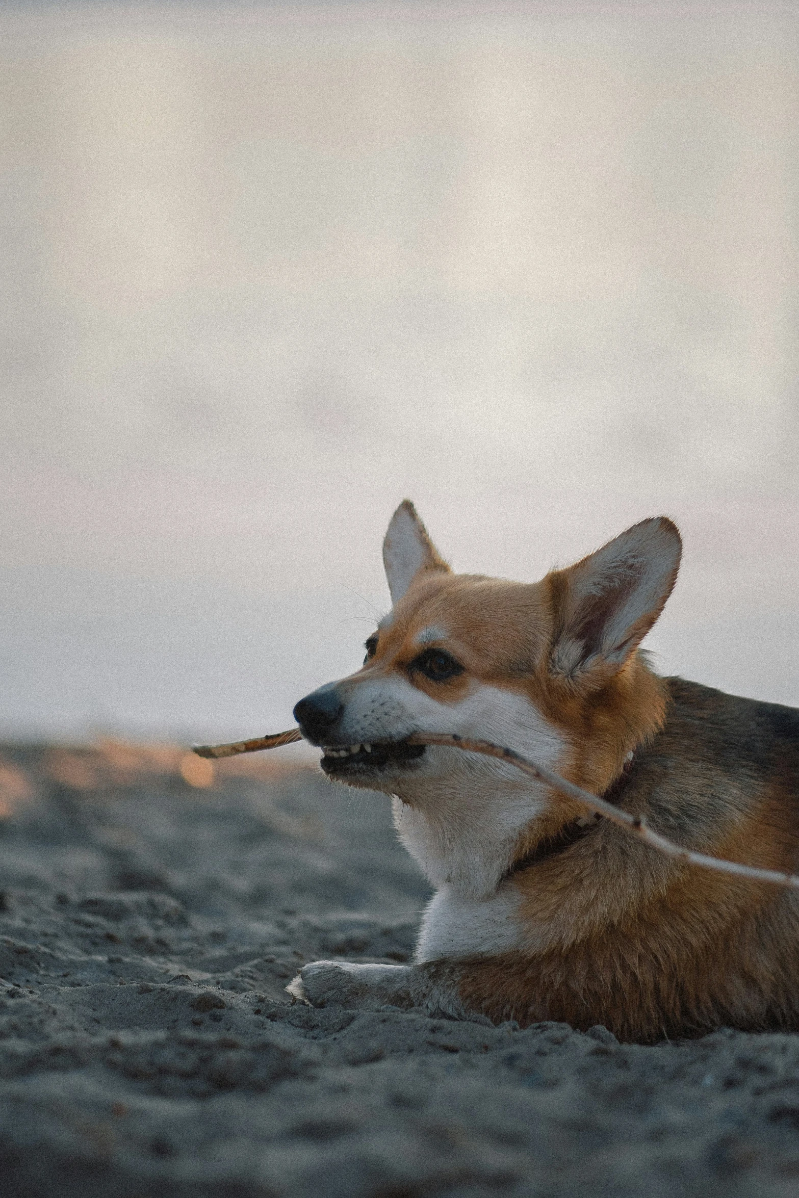 a small corgi is sitting and eating soing in its mouth