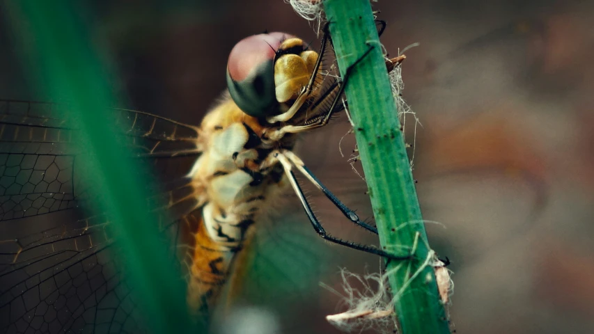 a large dragonfly sitting on top of a green leaf