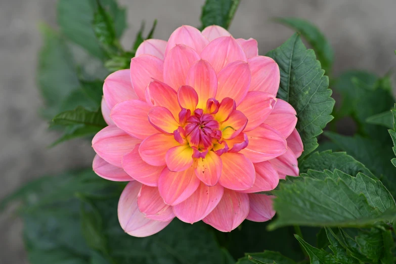 an orange and pink flower on top of some green leaves