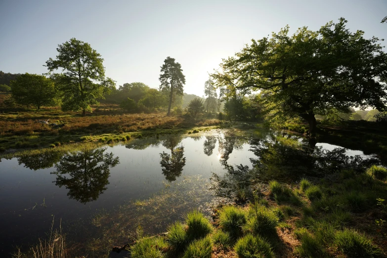 trees and bushes around an empty pond during the day