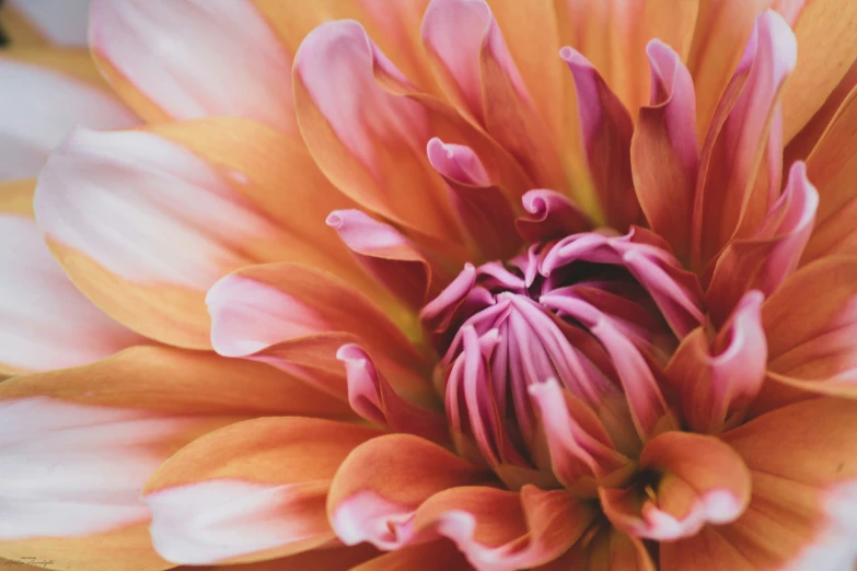 there is an orange and white flower with large petals