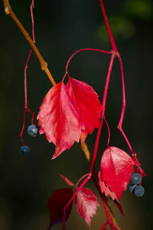 the leaves of the tree are red with some blue berries on it