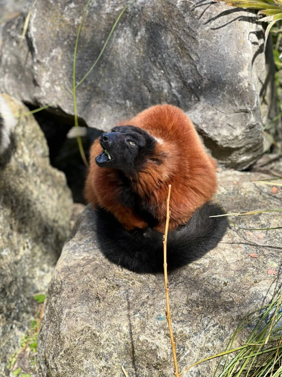 a brown monkey sitting on a rock eating leaves