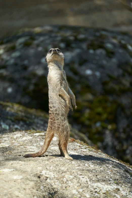 a ground squirrel standing on its hind legs