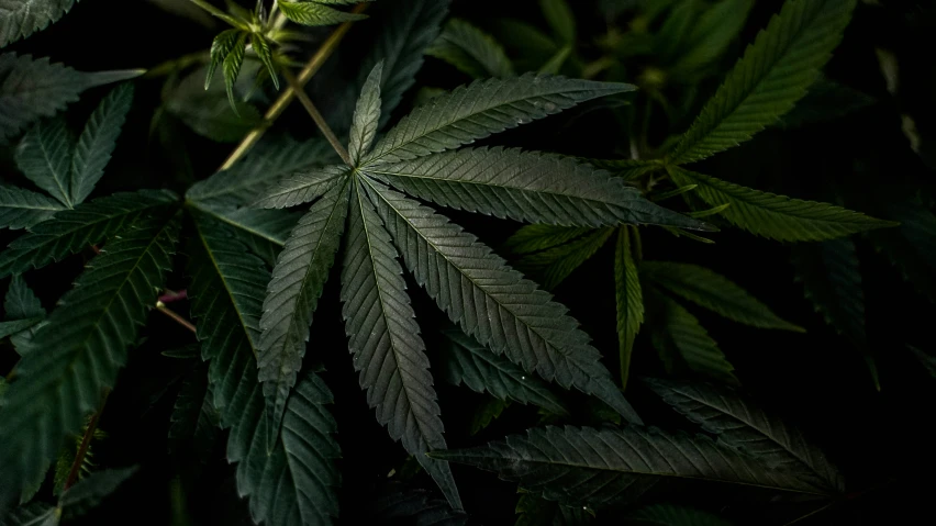 large group of green leaves sitting in the dark