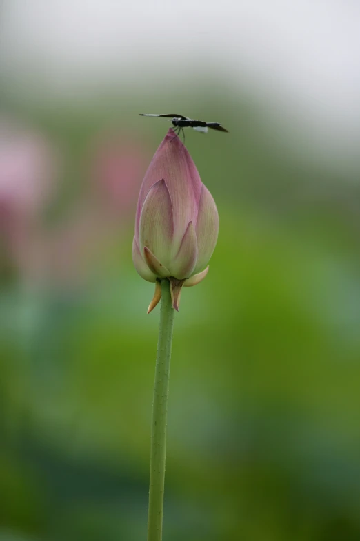 the tip of a lotus flower, with a single leaf